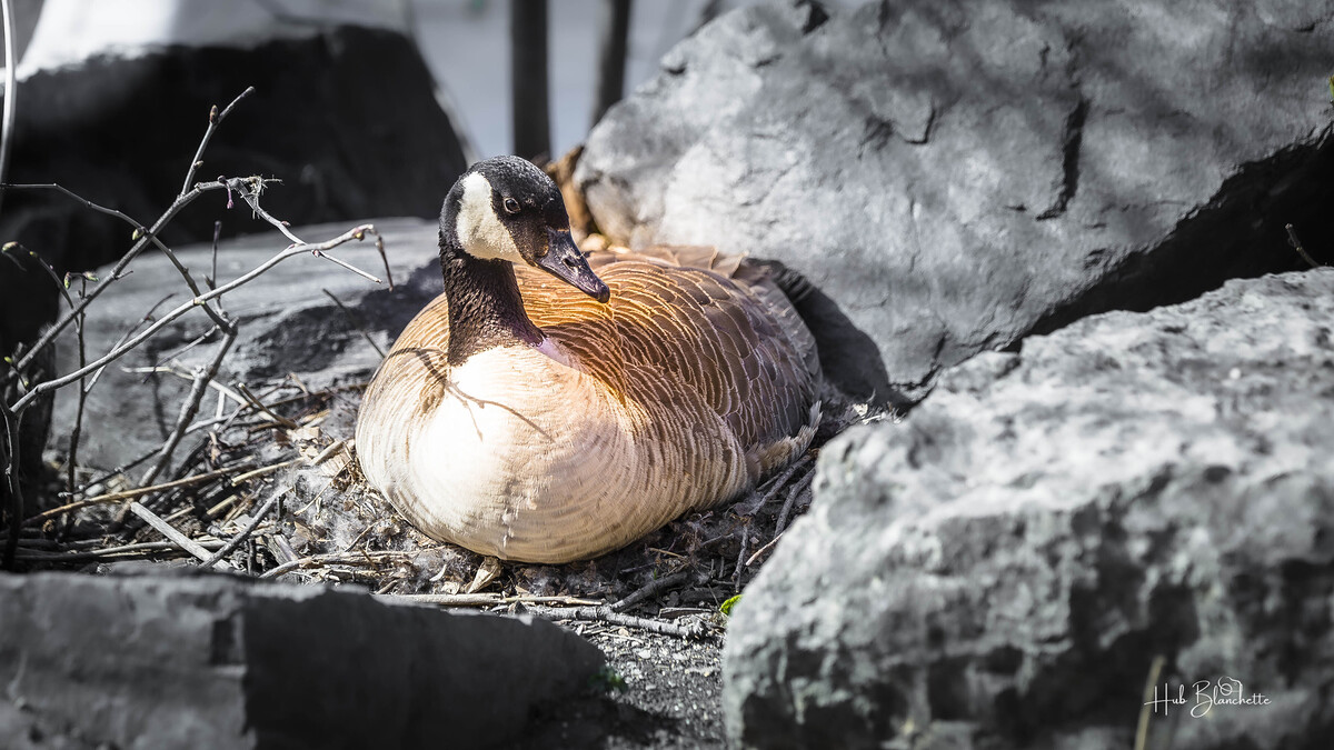 Impression de cadre personnalisé
