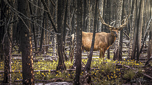 Elk Enjoying The New Flowers After The Wildfires Jasper Alberta Canada