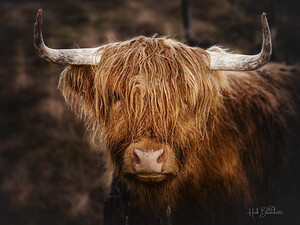 The Highland cow Scotland UK