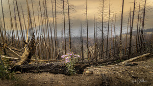 Destruction And Growth Jasper Alberta Canada