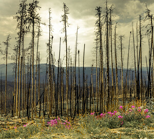 Flowers Blooming After The Jasper Alberta Canada Wild Fires