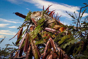 Camouflage Iguana Puerto Vallarta Mexico
