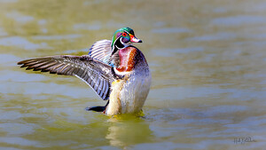 Male Wood Duck St.Vital Park Manitoba Canada