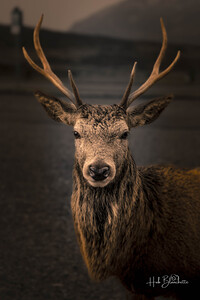 Red Deer In Glencoe Scotland 