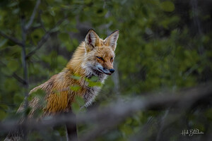 Fearless Red Fox In Cottage Country Manitoba Canada