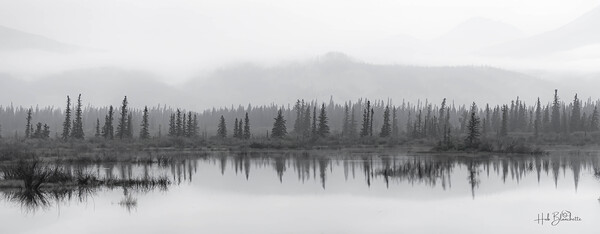Haunted Forest In Jasper Alberta Canada Print
