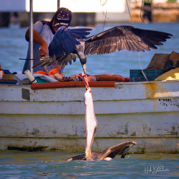 Daily Struggle Puerto Vallarta Print