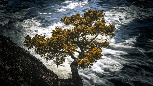 Watching Over Bow River Banff Alberta Canada Print