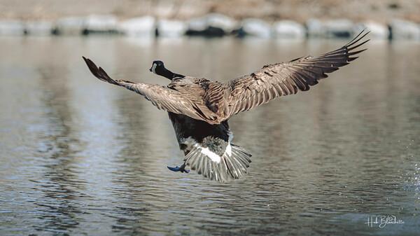 Smooth Landing Canada Goose Manitoba Canada Print