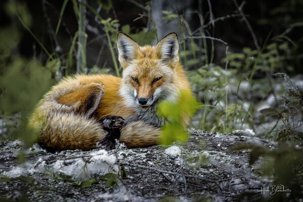Sleepy Red Fox In Rural Manitoba Canada Print