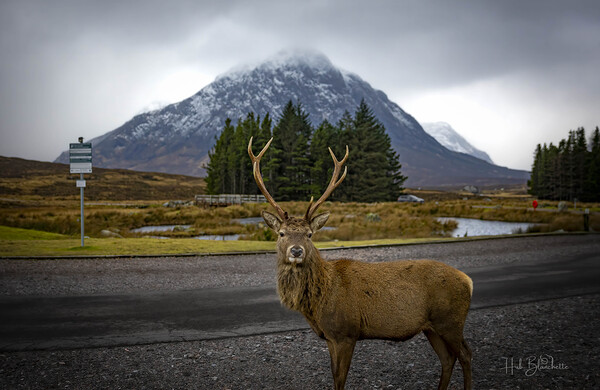 Buachaille Etive Mor Mountain Scotland UK Print