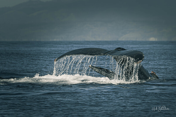 Flukes Whale Tail Puerto Vallarta Mexico Print