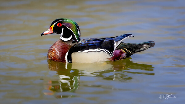 Male Wood Duck Manitoba Canada Print