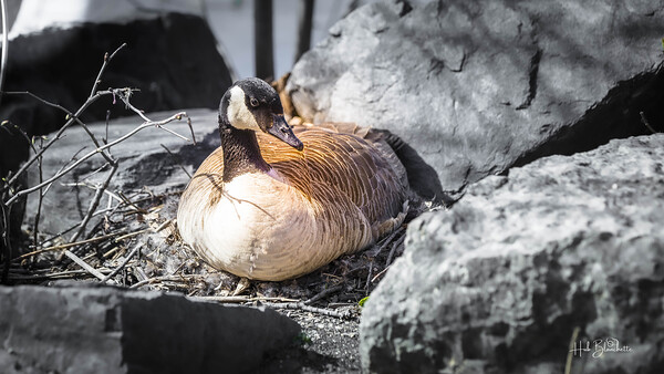 Mother Goose Protecting her Eggs Manitoba Canada Print