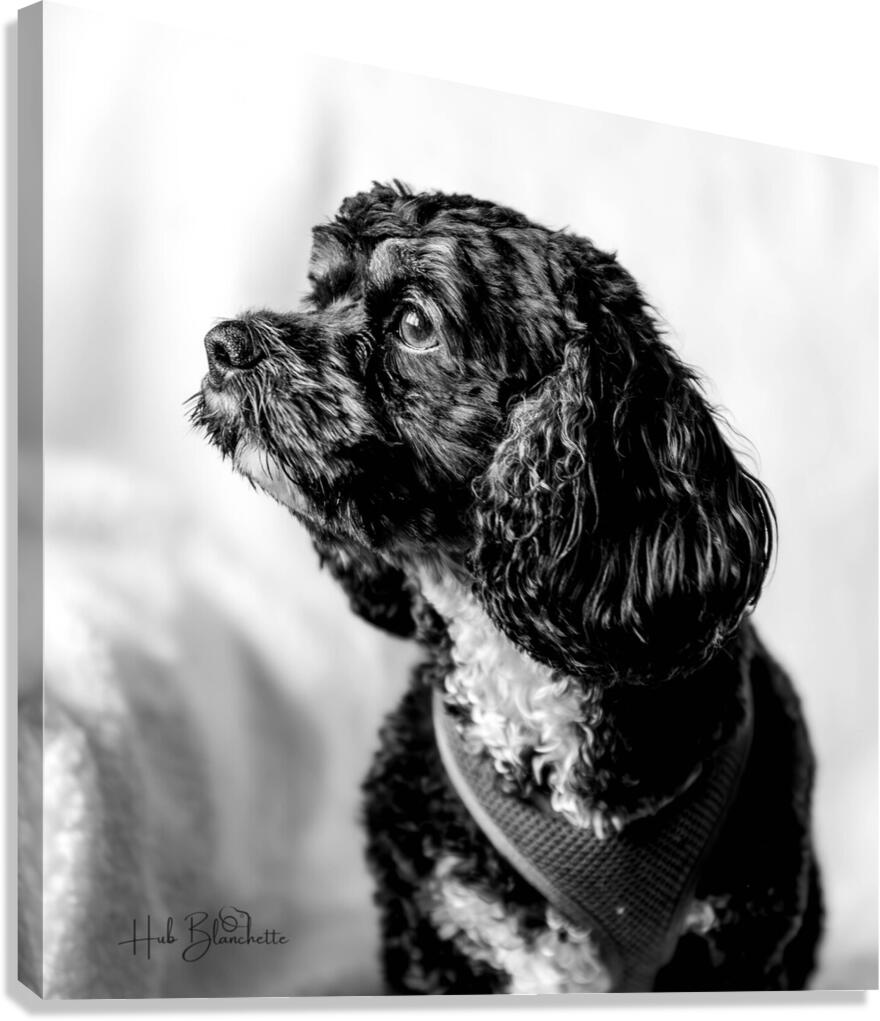 Little Daisy  Canvas Print