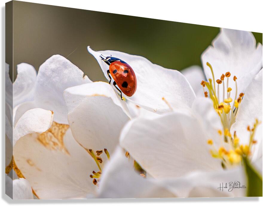 Back Yard Lady Bug Canvas Print