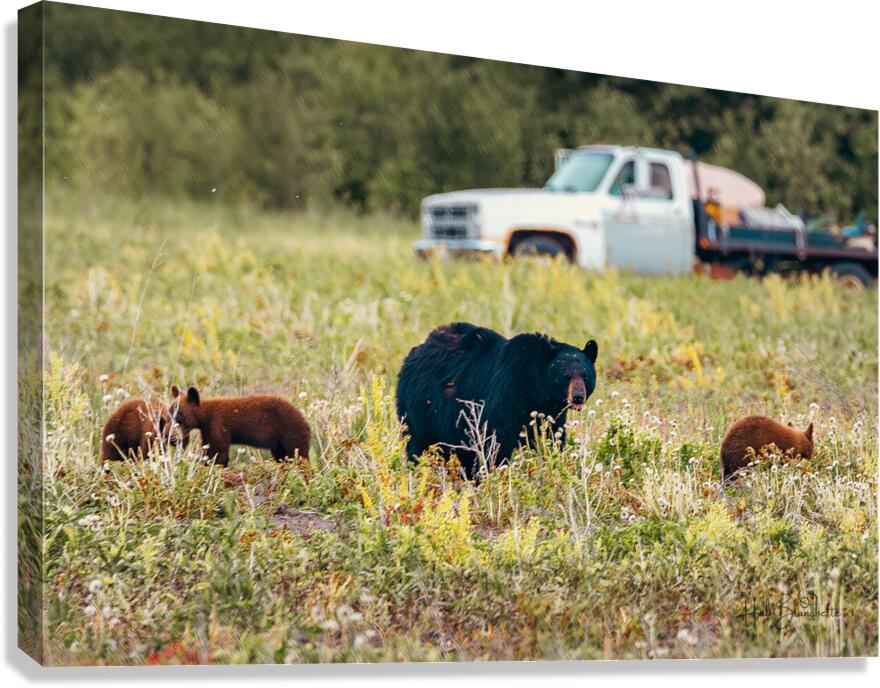 Black Momma Bear Three Cinnamon Cubs Lac Du Bonnet Manitoba Canada Canvas Print