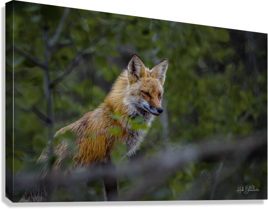 Fearless Red Fox In Cottage Country Manitoba Canada Canvas Print