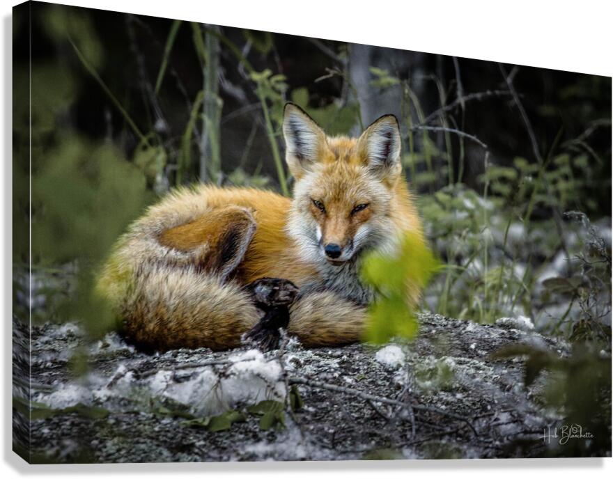 Sleepy Red Fox In Rural Manitoba Canada Canvas Print