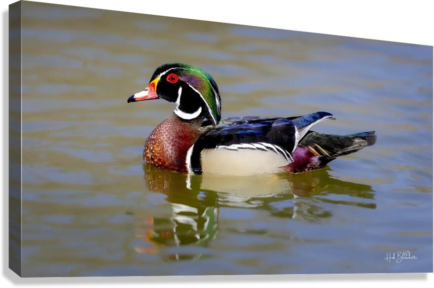 Male Wood Duck Manitoba Canada Canvas Print