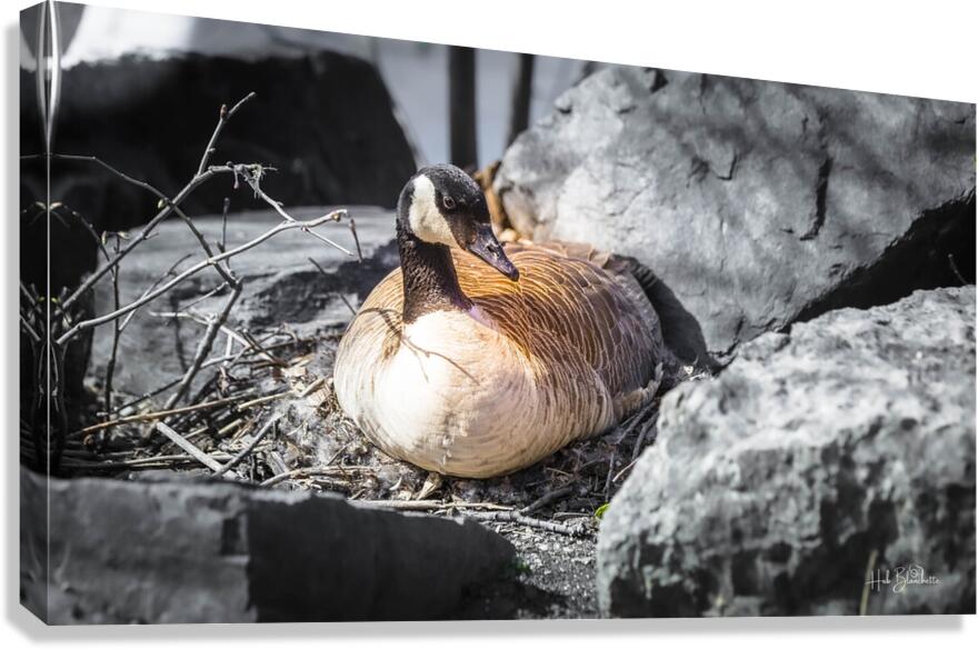 Mother Goose Protecting her Eggs Manitoba Canada Canvas Print