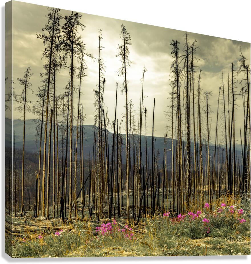 Flowers Blooming After The Jasper Alberta Canada Wild Fires Canvas Print