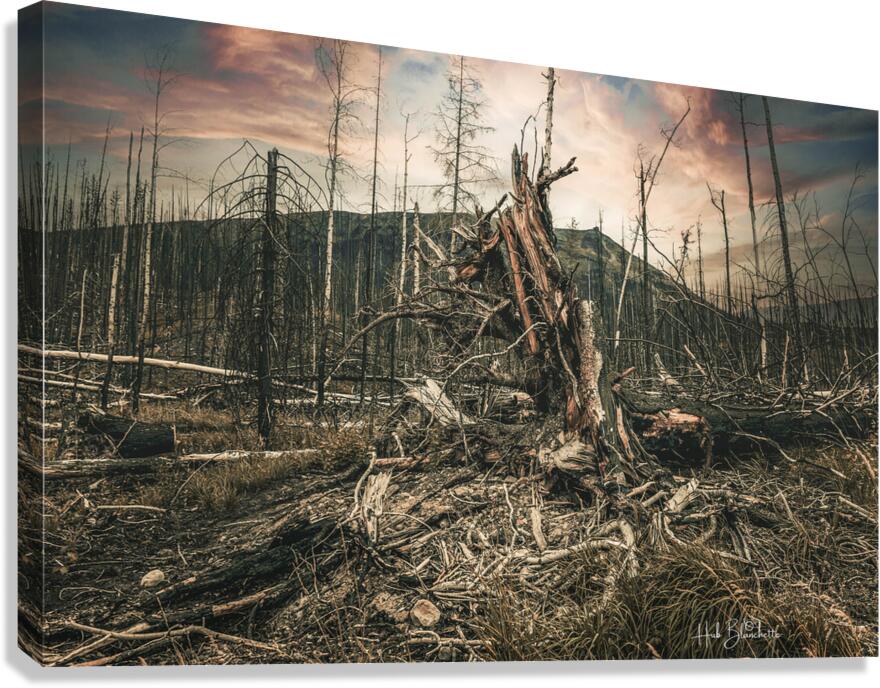 Wild Fires Whistler Campground In Jasper Alberta Canada Canvas Print