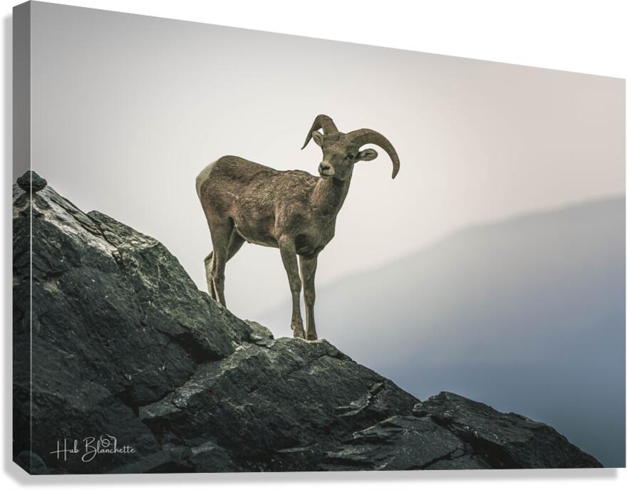 Mountain Goat Jasper Alberta Canada Canvas Print
