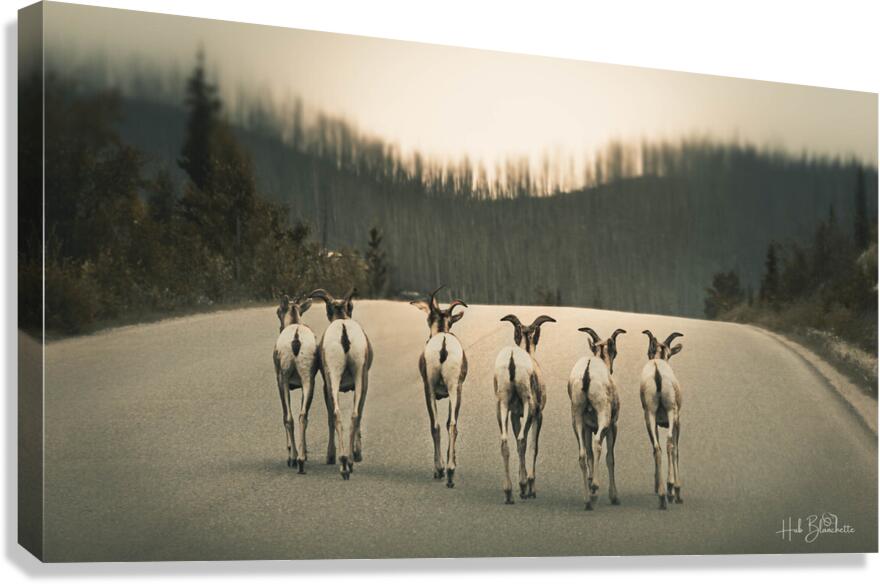 The Gang Of Goats Jasper Alberta Canada Canvas Print