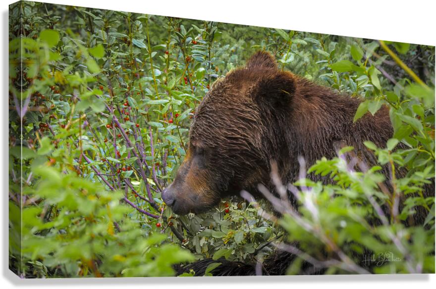 Grizzlies Morning Breakfast Lake Louise Alberta Canada Canvas Print