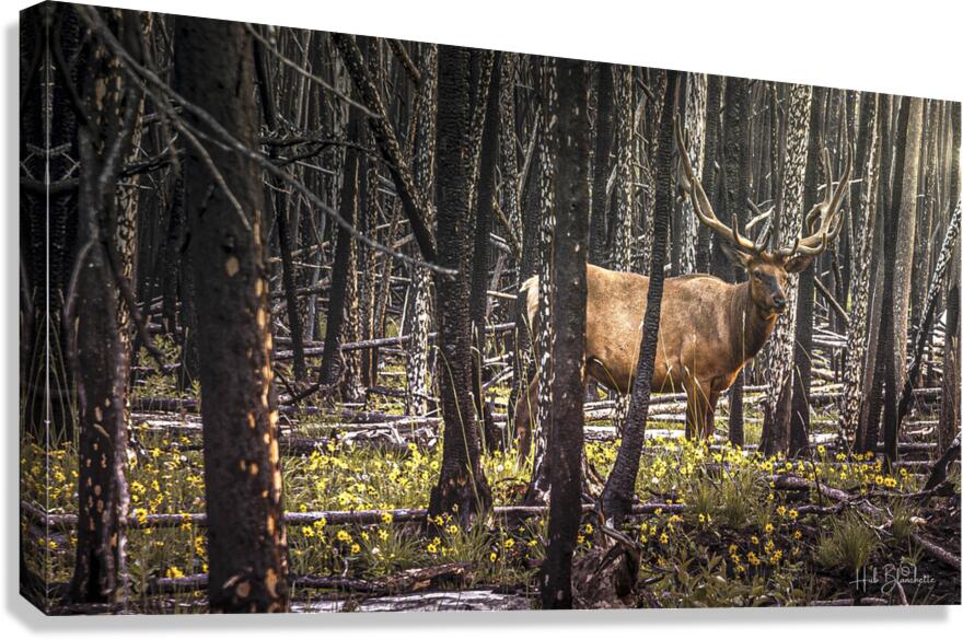 Elk Enjoying The New Flowers After The Wildfires Jasper Alberta Canada Canvas Print