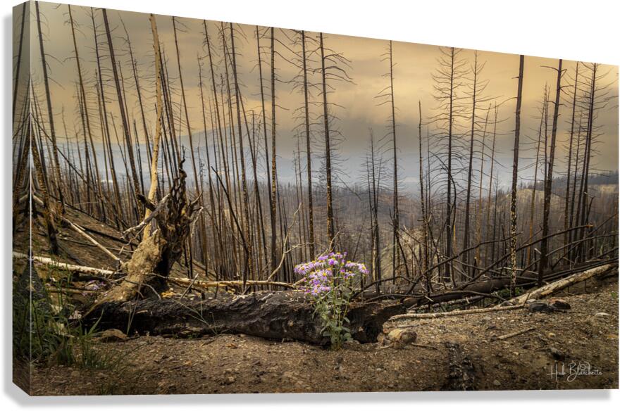 Destruction And Growth Jasper Alberta Canada Canvas Print