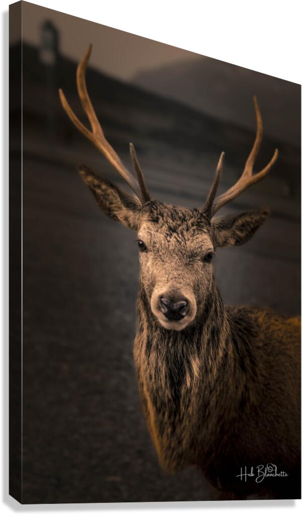 Red Deer In Glencoe Scotland  Canvas Print