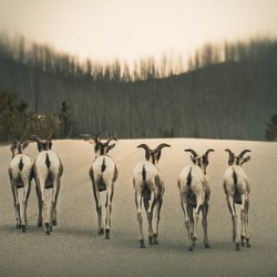 The Gang Of Goats Jasper Alberta Canada