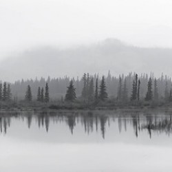 Haunted Forest In Jasper Alberta Canada