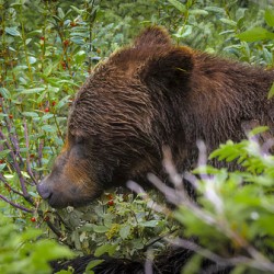 Grizzlies Morning Breakfast Lake Louise Alberta Canada