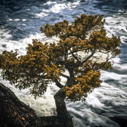 Watching Over Bow River Banff Alberta Canada