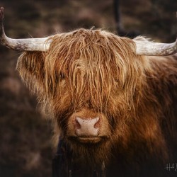 The Highland cow Scotland UK