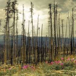 Flowers Blooming After The Jasper Alberta Canada Wild Fires