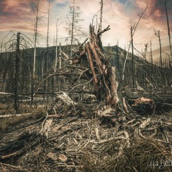 Wild Fires Whistler Campground In Jasper Alberta Canada