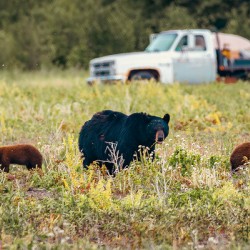 Black Momma Bear Three Cinnamon Cubs Lac Du Bonnet Manitoba Canada