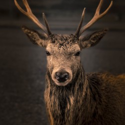 Red Deer In Glencoe Scotland 