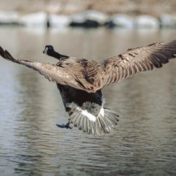 Smooth Landing Canada Goose Manitoba Canada