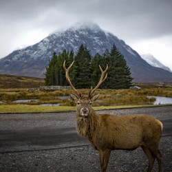 Buachaille Etive Mor Mountain Scotland UK