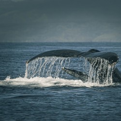 Flukes Whale Tail Puerto Vallarta Mexico
