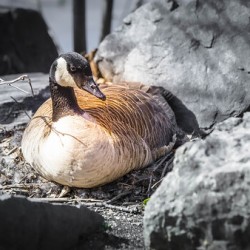 Mother Goose Protecting her Eggs Manitoba Canada