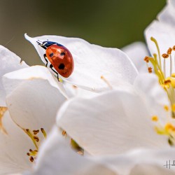Back Yard Lady Bug