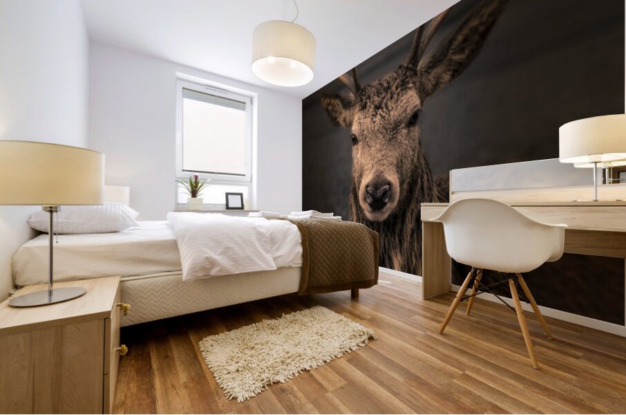 Red Deer In Glencoe Scotland  Mural print