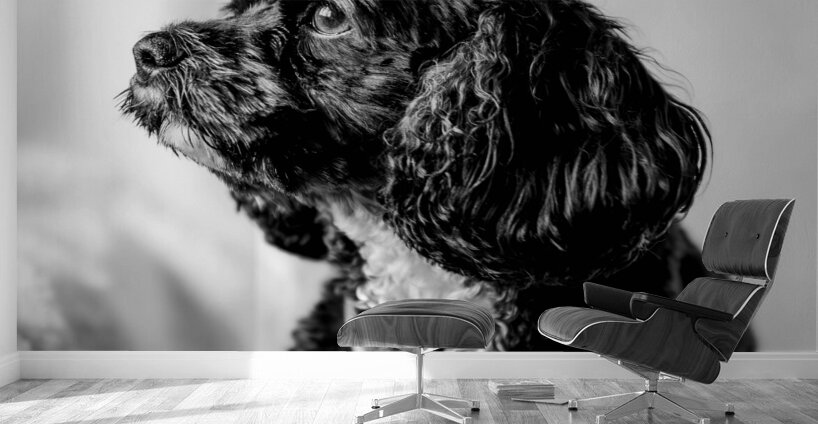 Little Daisy  Wall Murals