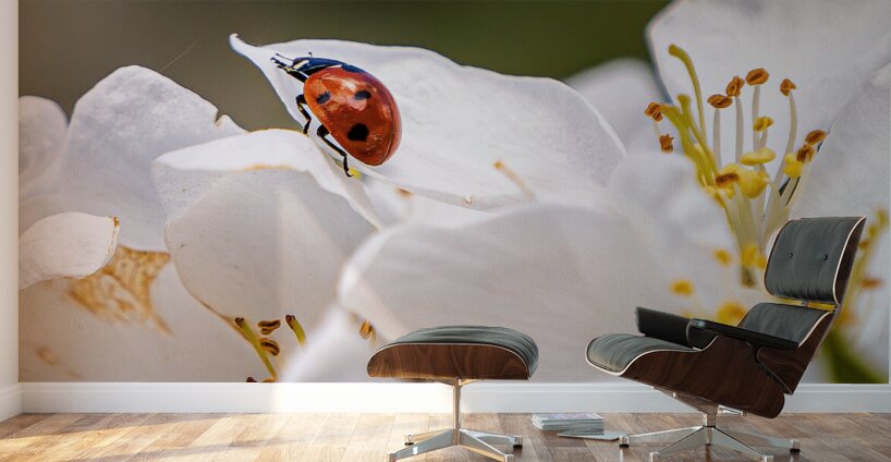 Back Yard Lady Bug Wall Murals